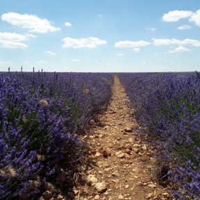 LAVANDA